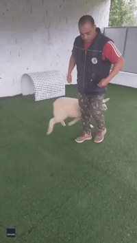 Sheep Learns Tricks at Animal Training Center in Brazil