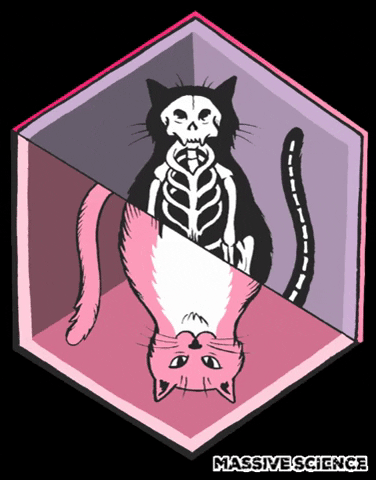 Massivesci giphygifmaker cat science skeleton GIF