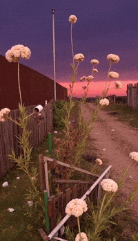 Bg Veo GIF by Aleksey Efremov