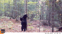 Trail Camera Captures 'Sexy Bear' Busting Moves as It Scratches Against a Tree