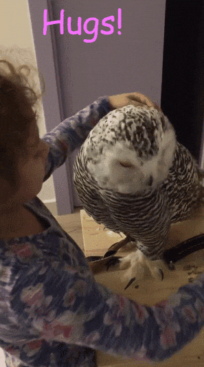 request hugs GIF