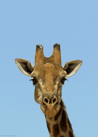 bbc africa giraffe GIF by Head Like an Orange