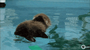 sea otter GIF