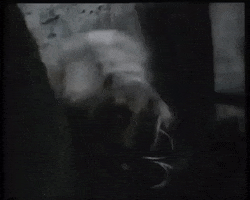 battle for endor wicket GIF by mdleone