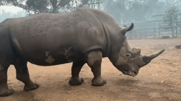 Rhino Enjoys Mud Rub as Rain Falls on Fire-Affected Zoo