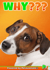 PetJuvenate petjuvenate henlo hooman fren love rescue dogs treatos and woofer for pupper GIF