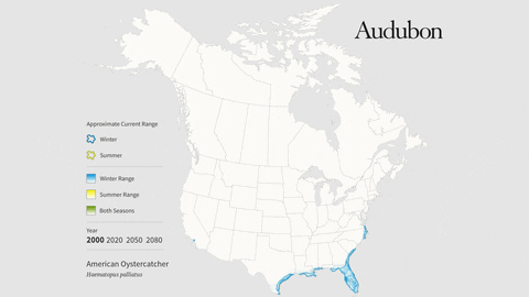 american oystercatcher GIF by audubon