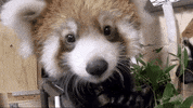 red panda mkehome GIF by Milwaukee County Zoo