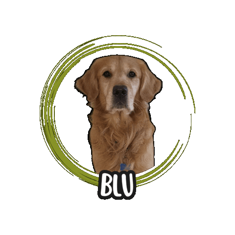 Golden Retriever Blu Sticker by Asilo per cani Dog'sMind