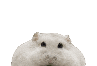 ハムスタ Sticker