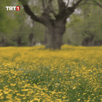 Flower Water GIF by TRT