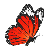 elistorycriativo butterfly elistorycriativo borboleta Sticker