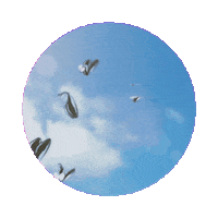 elistorycriativo butterfly borboleta elistorycriativo borboletas Sticker
