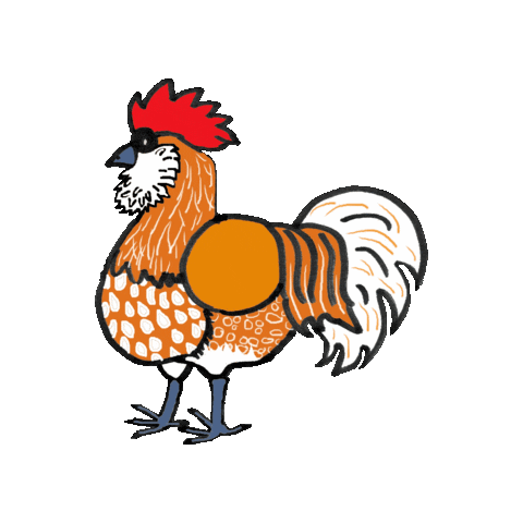 Chickens Gallo Sticker