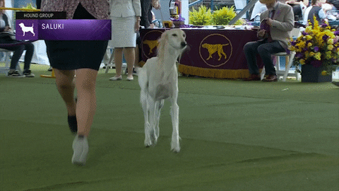 Dogs Saluki GIF by Westminster Kennel Club