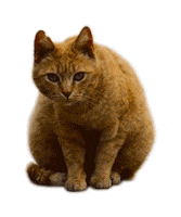 PiramidStudio cat sticker covid stayhome GIF