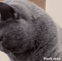 flashmao cat nope funny cat uninterested GIF