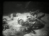 black and white vintage GIF by Okkult Motion Pictures