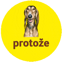 Saluki Sticker by Super zoo