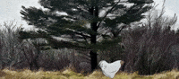 Walking Tree GIF by TIFF