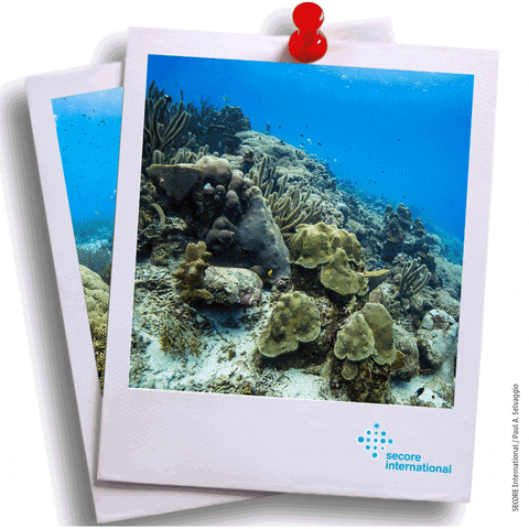 secoreinternational giphyupload ocean coral ngo GIF
