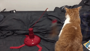 This Cat Is So Sincerely Done With This Dumb Toy