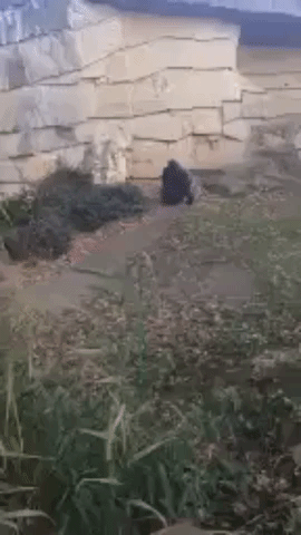 Grumpy Gorilla Tosses Rock at Zoo Visitors
