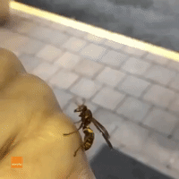 Rescued Wasp Takes a Moment to Clean Itself