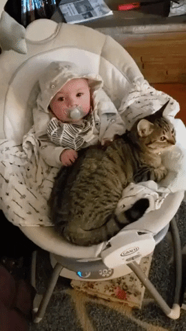 cuteanimalland giphyupload GIF