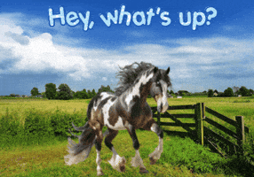 Horses Expressions GIF