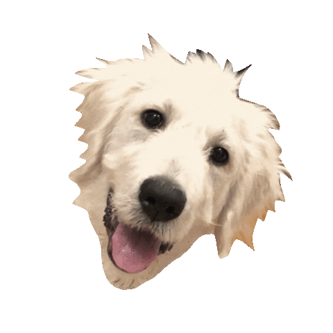 Archie Sticker by Ardent Dog