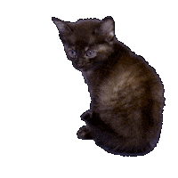 Cat Netflix Sticker by BuzzFeed