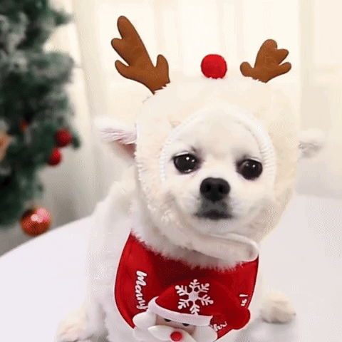 GIF Chien Cœur de Toutou