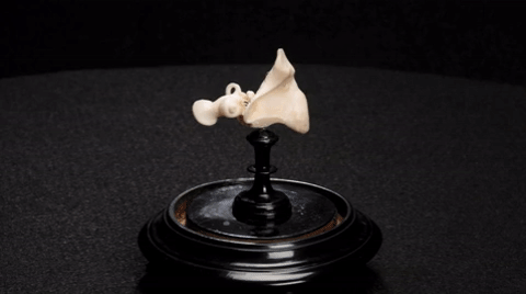 cochlea humanearbone GIF by Mütter Museum