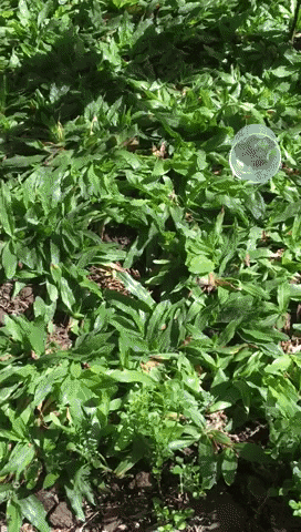 dhununk giphyupload GIF