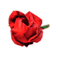 Flower Rose Sticker