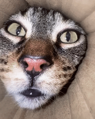 pringlecats cat cats eyes giphycreatortest GIF