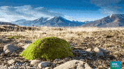 natural history wildlife GIF by BBC Earth