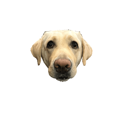 Gojia Sticker by Facebook APAC Creator Day