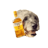 tullamoredew-event honey grilling med na zdravi Sticker