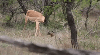 Newborn Impala With Four Fragile Left Feet Tries to Stand Up in Reserve