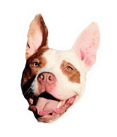 Redbearddogtraining Sticker by Red Beard