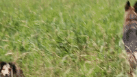 Pack of Dogs Play Games in Long Grass