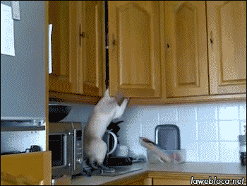 cat steal GIF
