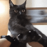 weeweedaily weewee weewee dance GIF