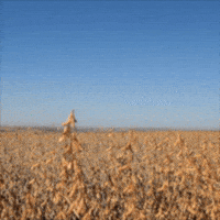 Agro Soja GIF by intactarr2pro