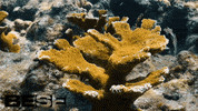 blue planet ocean GIF by BESE
