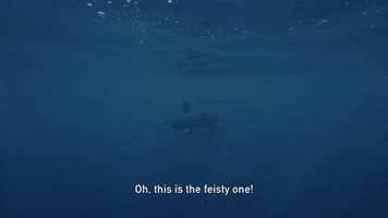 Sassy Ocean GIF by Shark Week