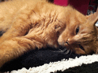 sleepy cat GIF