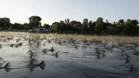 insectes GIF by BFMTV